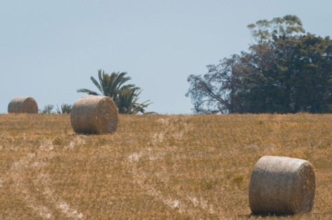 Beautiful panoramic view of hay bales in a uruguay farm field. Clear sky