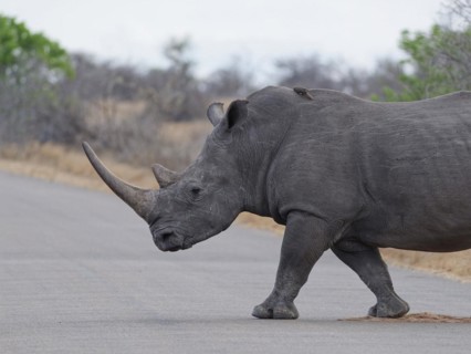 Southern white rhinoceros (Ceratotherium simum simum), adult female crossing the asphalt road, with