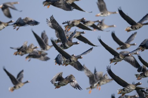 Greater white-fronted goose (Anser albifrons), flock of geese taking off, Bislicher Insel, Xanten,