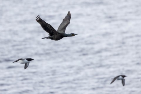 Common shag (Phalacrocorax aristotelis), flying, Common guillemot (Uria aalge) and Razorbill (Alca