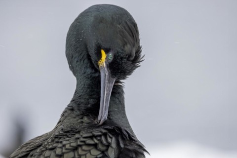 Common shag (Phalacrocorax aristotelis), portrait, plumage care, feathers, winter, in the snow,