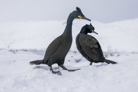 Common shag (Phalacrocorax aristotelis), pair, plumage, winter, in the snow, Hornoya, Hornoya,