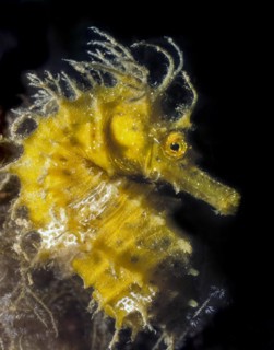 Close-up image of head Head portrait Long-snouted seahorse (Hippocampus guttulatus), Mediterranean