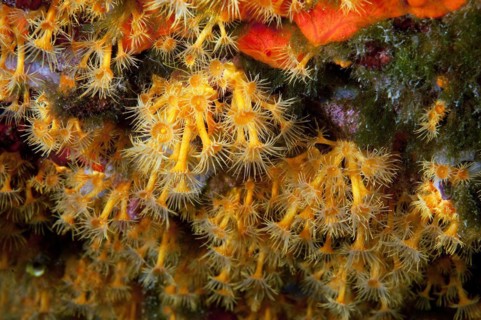 Close-up of polyps of passively poisonous marine animal Yellow cluster anemones (Parazoanthus