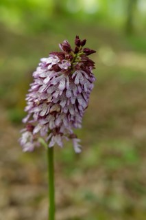 Northern marsh-orchid (Orchis purpurea), Orchid, Swabian-Franconian Forest nature park Park,