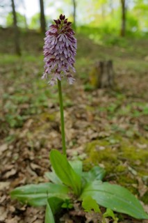Northern marsh-orchid (Orchis purpurea), Orchid, Swabian-Franconian Forest nature park Park,