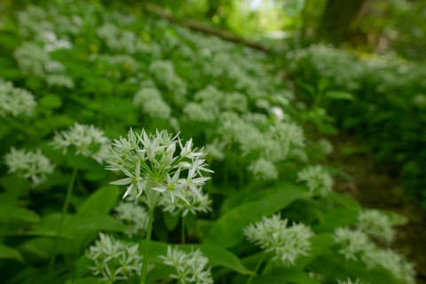 Ramson (Allium ursinum), wild vegetables, Swabian-Franconian Forest nature park Park, spring, May,