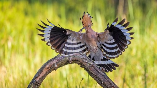Hoopoe (Upupa epops) flying, approaching, landing, Bird of the Year 2022, with caterpillar as food,