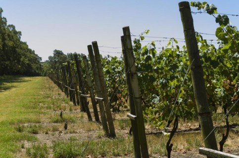 Beautiful vine of European grapes in Uruguayan winery in Canelos region. Moscato grapes