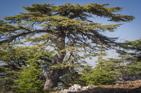 Trees of Al Shouf Cedar Nature Reserve Barouk in mount Lebanon Middle east