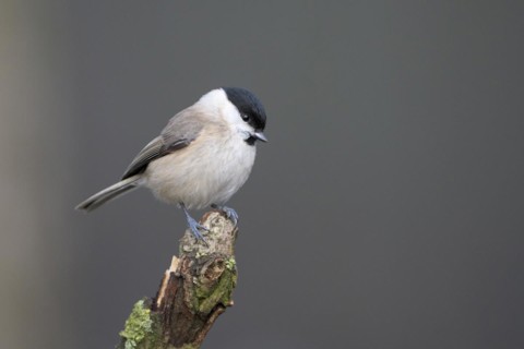 Marsh tit (Poecile palustris), adult bird, Dingdener Heide nature reserve, North Rhine-Westphalia,
