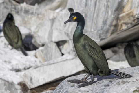 Common shag (Phalacrocorax aristotelis), feather crest, winter, in the snow, Hornoya, Hornoya,