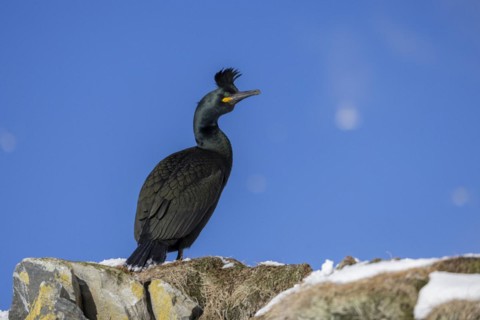 Common shag (Phalacrocorax aristotelis), feather crest, winter, in the snow, Hornoya, Hornoya,