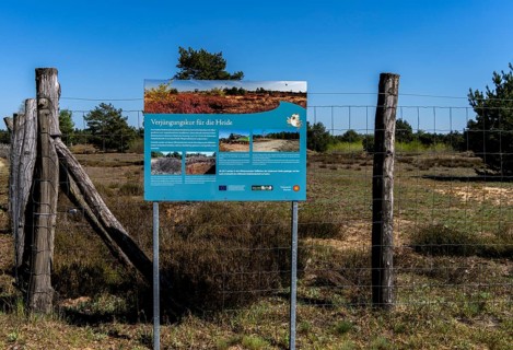 Schoenower Heide nature reserve, Schoenow, Brandenburg, Germany, Europe