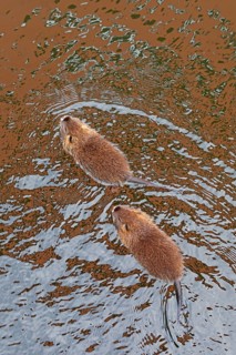 Two Nutria (Myocastor coypus) young animals swimming, Wilhelmsburg, Hamburg, Germany, Europe