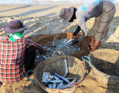 Traditional fishing hauling nets Nilavelli beach, near Trincomalee, Eastern province, Sri Lanka,