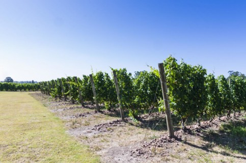 Beautiful vine of European grapes in Uruguayan winery in Canelos region. Moscato grapes
