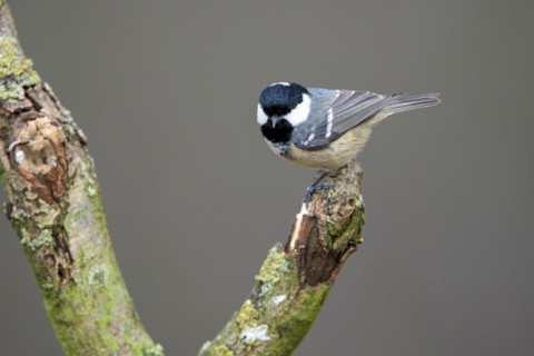 Coal tit (Parus ater), adult bird, Dingdener Heide nature reserve, North Rhine-Westphalia, Germany,