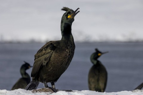 Common shag (Phalacrocorax aristotelis), feather crest, winter, in the snow, Hornoya, Hornoya,