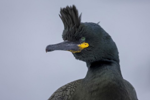 Common shag (Phalacrocorax aristotelis), portrait, feather crest, winter, Hornoya, Hornoya,
