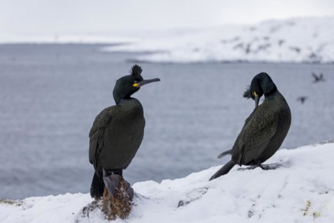 Common shag (Phalacrocorax aristotelis), pair, plumage, winter, in the snow, Hornoya, Hornoya,