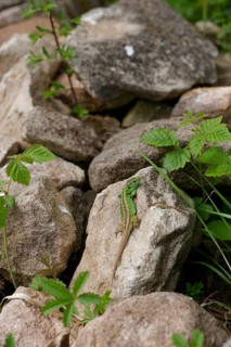 Sand lizard (Lacerta agilis) on rock pile, garden design, biodiversity, biodiversity, Reptile,