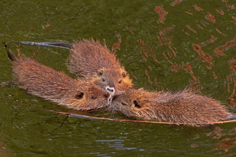 Three Nutria (Myocastor coypus) young animals poking their snouts together in the water,