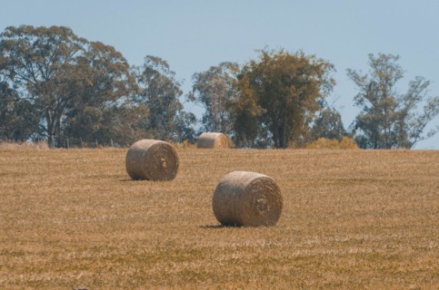 Beautiful panoramic view of hay bales in a uruguay farm field. Clear sky