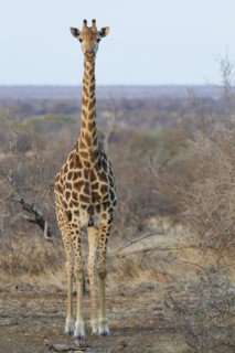 South African giraffe (Giraffa camelopardalis giraffa) with two red-billed oxpeckers (Buphagus
