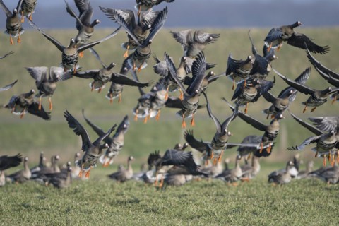 Greater white-fronted goose (Anser albifrons), flock of geese taking off, Bislicher Insel, Xanten,