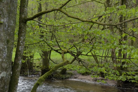Spring in the Rottal, Mainhardt Forest, Swabian-Franconian Forest nature park Park, Schwaebisch