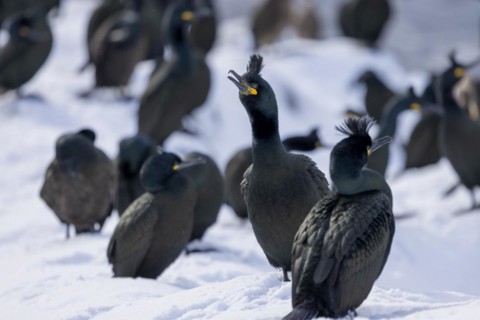 Common shag (Phalacrocorax aristotelis), group picture, plumage, winter, snow drift, Hornoya,