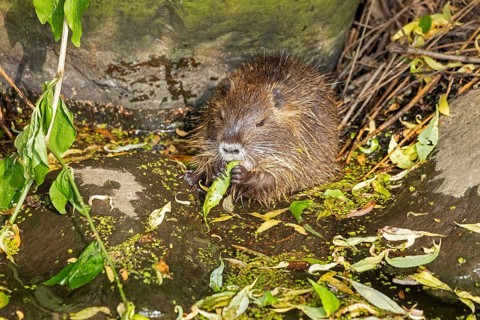 Nutria (Myocastor coypus) young animal eating leaf, Wilhelmsburg, Hamburg, Germany, Europe