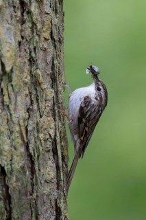 Short-toed treecreeper (Certhia brachydactyla), Wittlich, Rhineland-Palatinate, Germany, Europe