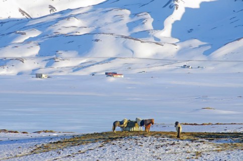 A group of Icelandic horses standing close together in a deep winter landscape on a hill, winter,