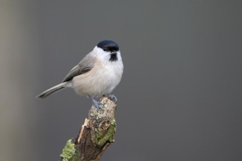 Marsh tit (Poecile palustris), adult bird, Dingdener Heide nature reserve, North Rhine-Westphalia,
