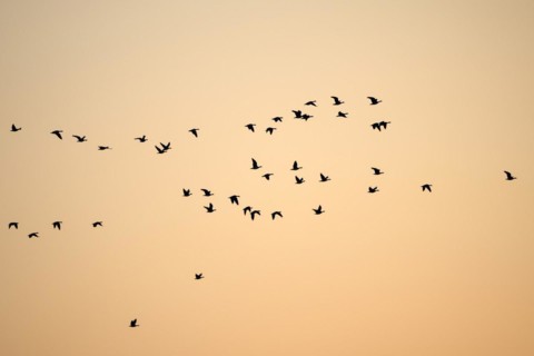 Barnacle goose (Branta leucopsis), flock of geese in flight, at sunrise, in front of the morning