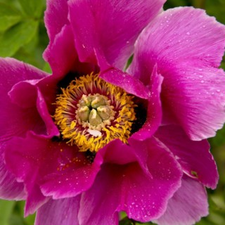 Blossom of a shrub peony (Paeonia), Witten, North Rhine-Westphalia, Germany, Europe