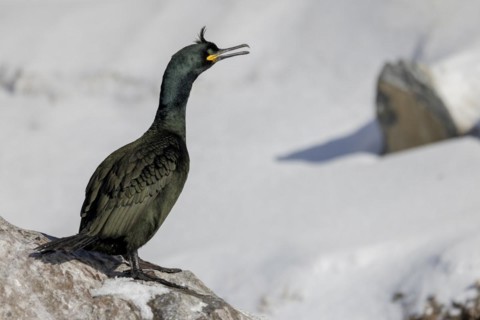 Common shag (Phalacrocorax aristotelis), feather crest, winter, in the snow, Hornoya, Hornoya,