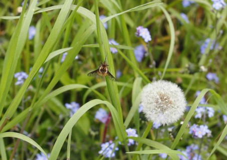 Spotted Bee fly (Bombylius discolor), North Rhine-Westphalia, Germany, Europe