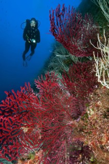 Diver looking at illuminated fan of Red Gorgonian (Paramuricea clavata) Mediterranean Sea fan on