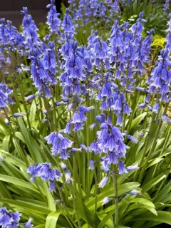 Blue Bellflowers blue (Hyacinthoides hispanica) Garden flower, Germany, Europe
