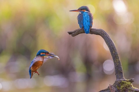 Common kingfisher (Alcedo atthis) Indicator of clean watercourses, courtship feeding, pair