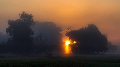Foggy mood, sunrise in the Elbe floodplains, biotope, habitat, floodplain landscape, river course,