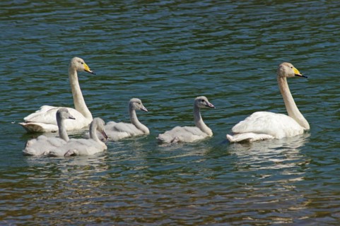 A family of Whooper swans in the water, North Iceland, Iceland, Europe