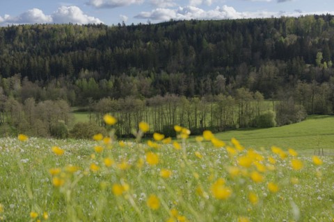 Spring in the Rottal near Wielandsweiler, Mainhardter Wald, Schwaebisch-Fraenkischer Wald Nature