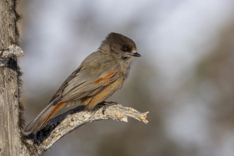 Siberian jay (Perisoreus infaustus), in the snow, Kaamanen, Finland, Europe