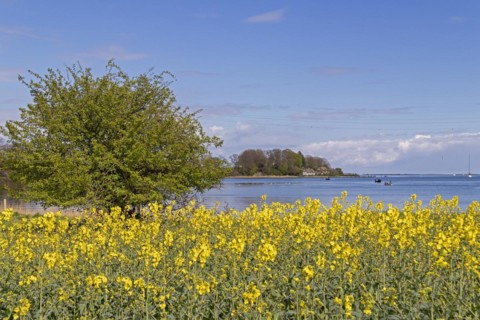 Thatched roof houses, herring fishing, boats, rape field, Rabelsund, Rabel, Schlei,