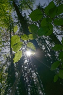 Beech in spring dress, Swabian-Franconian Forest nature park Park, photosynthesis, spring, April,