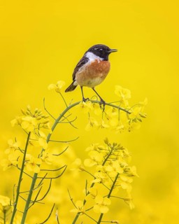 European stonechat (Saxicola rubicola) in flowering Rape, yellow landscape, spring, male, foraging,